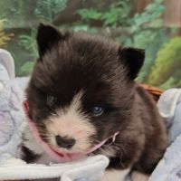 Pomsky f5 micro toys #2