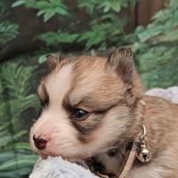 Pomsky f5 micro toys #3