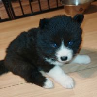 Pomsky f5 micro toys #2