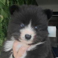 Pomsky f5 micro toys #3