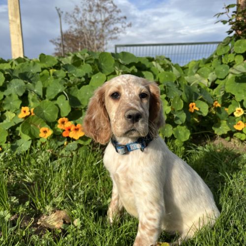 Chiot setter anglais #0