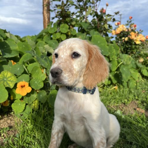 Chiot setter anglais #3