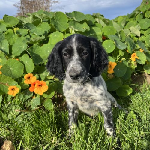 Chiot setter anglais #4