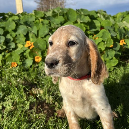Chiot setter anglais #5