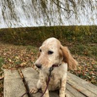 Chiot setter anglais
