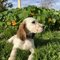 Chiot setter anglais #2
