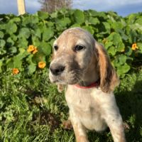 Chiot setter anglais #5