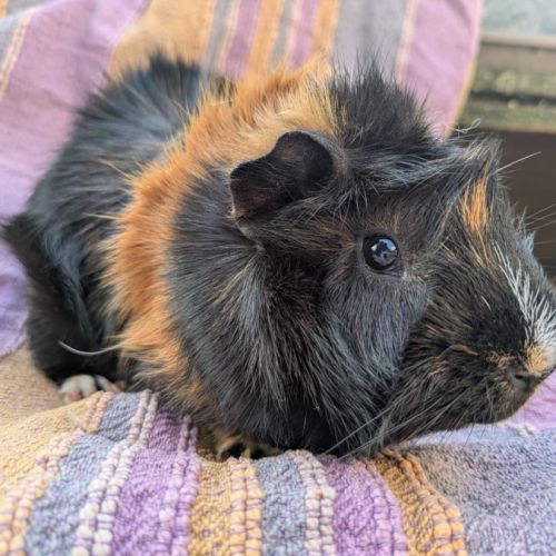 Mâle abyssin, moins d'1 an, castré prochainement #0