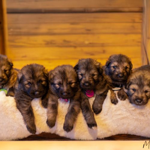 Berger allemand ancientype altdeutsche schäferhund #2