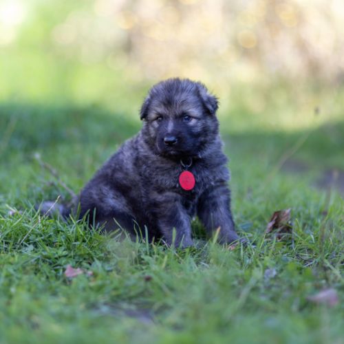 Berger allemand ancientype altdeutsche schäferhund #3
