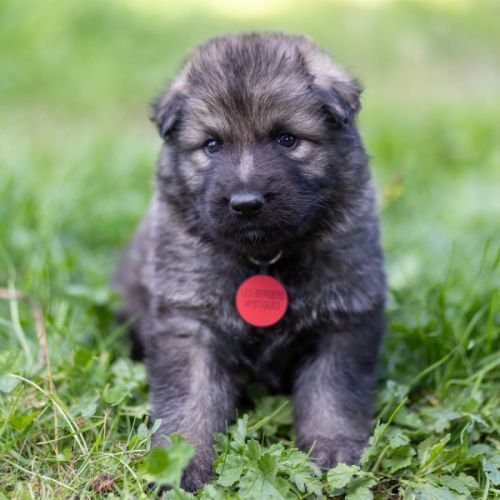 Berger allemand ancientype altdeutsche schäferhund #4