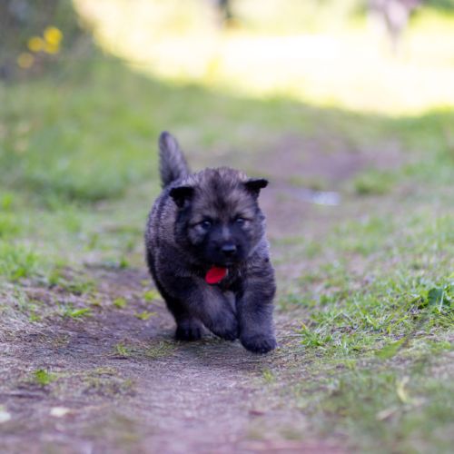 Berger allemand ancientype altdeutsche schäferhund #5