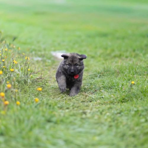 Berger allemand ancientype altdeutsche schäferhund #6