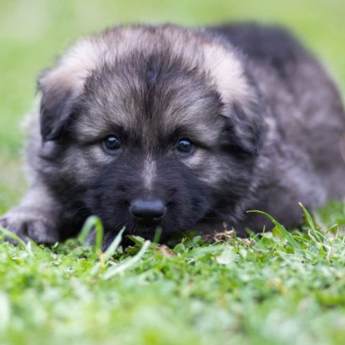 Berger allemand ancientype altdeutsche schäferhund #8