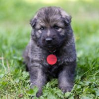 Berger allemand ancientype altdeutsche schäferhund #4