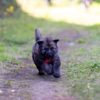 Berger allemand ancientype altdeutsche schäferhund #5