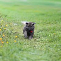 Berger allemand ancientype altdeutsche schäferhund #6