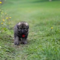 Berger allemand ancientype altdeutsche schäferhund #7