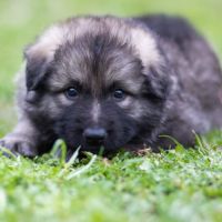 Berger allemand ancientype altdeutsche schäferhund #8