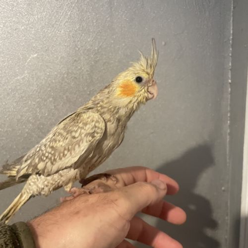 Calopsitte eam 2025 #2