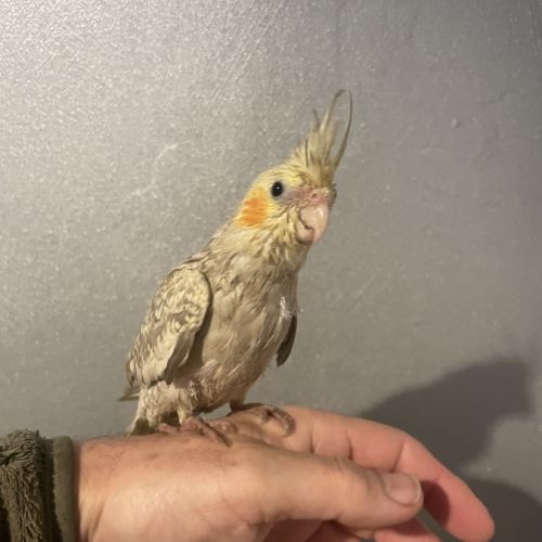 Calopsitte eam 2025 #3