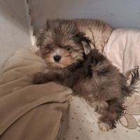 Yorkshire croise spitz