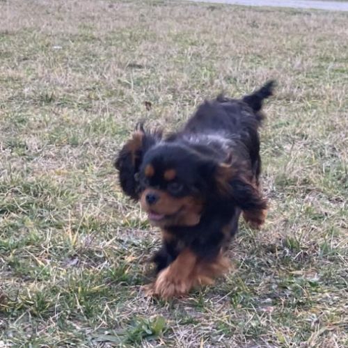 Femelle adulte cavalier king charles noir et feu #1
