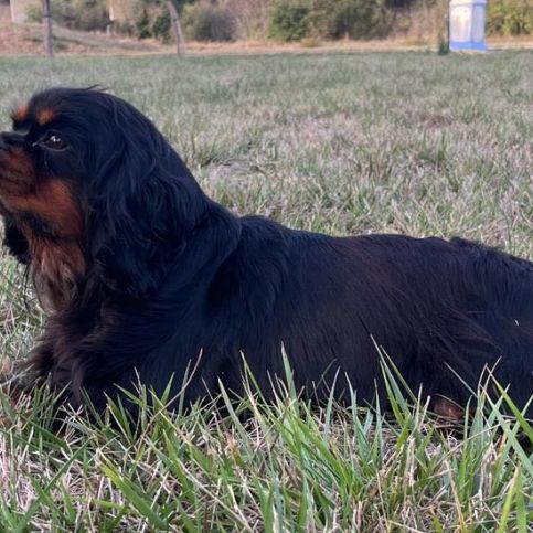 Femelle adulte cavalier king charles noir et feu #3