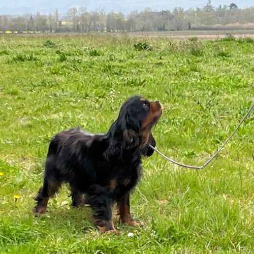 Femelle adulte cavalier king charles noir et feu #0