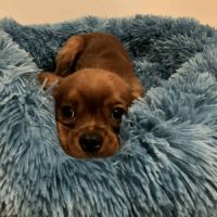 Beau male cavalier king charles ruby #1