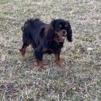 Femelle adulte cavalier king charles noir et feu #2