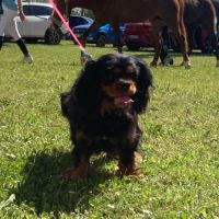 Femelle adulte cavalier king charles noir et feu #5