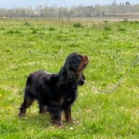 Femelle adulte cavalier king charles noir et feu