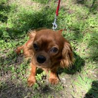 Beau male cavalier king charles ruby #4