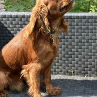 Beau male cavalier king charles ruby #5