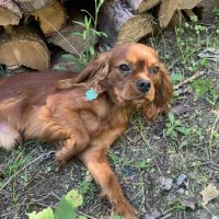 Beau male cavalier king charles ruby #6