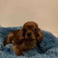 Beau male cavalier king charles ruby #8