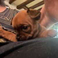 Croise chihuahua x petit brabancon