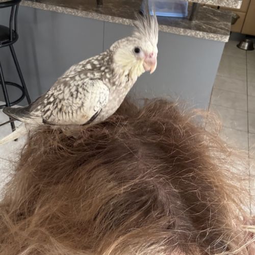 Calopsitte eam bague deux mâle de deux mois #2