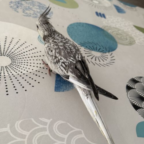 Calopsitte eam bague deux mâle de deux mois #3