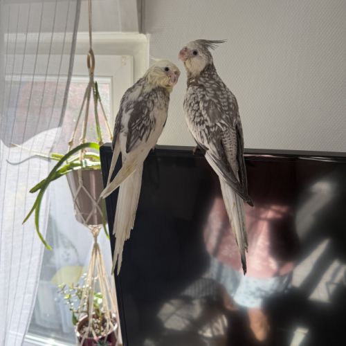 Calopsitte eam bague deux mâle de deux mois #4