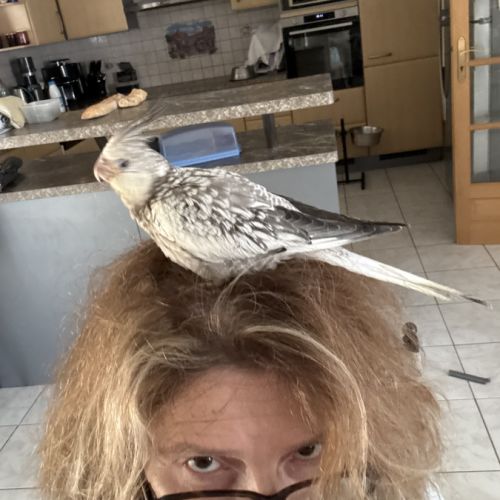 Calopsitte eam bague deux mâle de deux mois #5