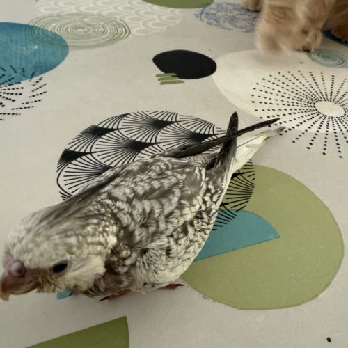 Calopsitte eam bague deux mâle de deux mois #6