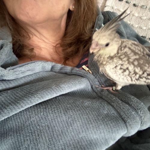 Calopsitte eam bague deux mâle de deux mois #0