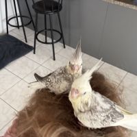 Calopsitte eam bague deux mâle de deux mois #1