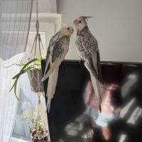 Calopsitte eam bague deux mâle de deux mois #4