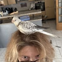 Calopsitte eam bague deux mâle de deux mois #5