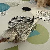 Calopsitte eam bague deux mâle de deux mois #6