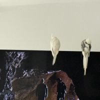 Calopsitte eam bague deux mâle de deux mois #7