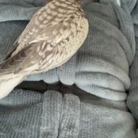 Calopsitte eam bague deux mâle de deux mois #8